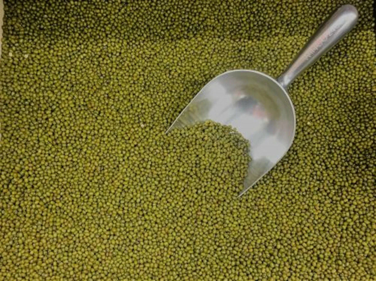 Mung Bean Seeds 250+ Sprouting Microgreens for Gardening - Edible Plant Seeds (Vigna radiata)