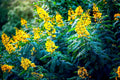 American Senna Seeds - 30 Pack - Senna hebecarpa - Native Wildflower Seeds for Gardening