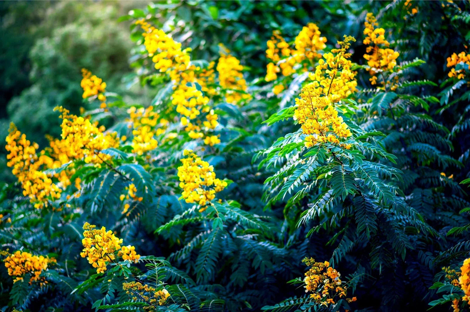American Senna Seeds - 30 Pack - Senna hebecarpa - Native Wildflower Seeds for Gardening