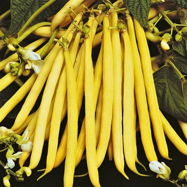 Pencil Pod Yellow Wax Bean Seeds | Gold Heirloom Green Beans | Vegetable Seeds | 2025