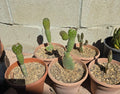 OPUNTIA RUBESCENS - 6" Potted Roadkill Cactus - Tree Opuntia - Bare Root Shipping Available