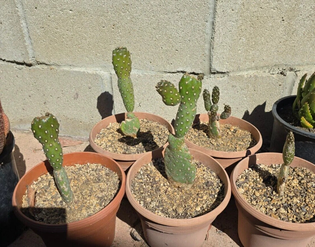 OPUNTIA RUBESCENS - 6" Potted Roadkill Cactus - Tree Opuntia - Bare Root Shipping Available