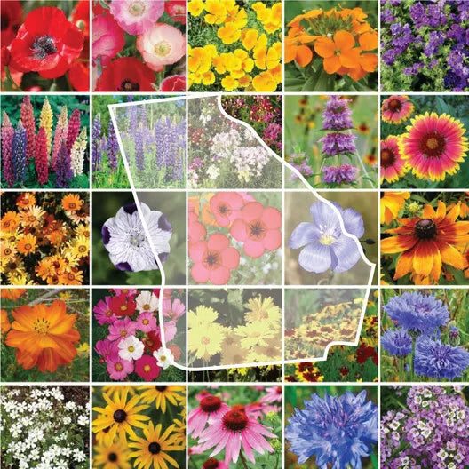 Wildflower Seed Mix 1000 Seeds Georgia Perennials Non-GMO 25 Regional Flower Species