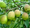 Hosui Sand Pear Seeds - Asian Korla Rose Fragrant Fruit Tree - Pyrus - Edible 香梨