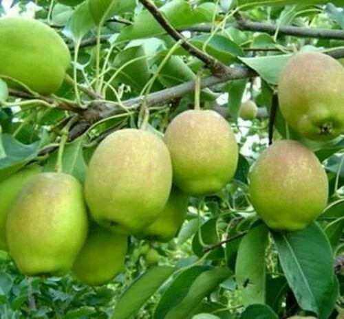 Hosui Sand Pear Seeds - Asian Korla Rose Fragrant Fruit Tree - Pyrus - Edible 香梨