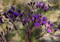Florida Paintbrush Seeds | 25 Count | Carphephorus corymbosus | Native Wildflower Seeds for Garden