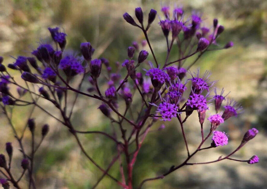 Florida Paintbrush Seeds | 25 Count | Carphephorus corymbosus | Native Wildflower Seeds for Garden
