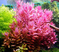 Rotala Macrandra Live Aquarium Plant - Emersed Grown - Advanced Aquatic - Perfect for Freshwater Ponds and Tanks