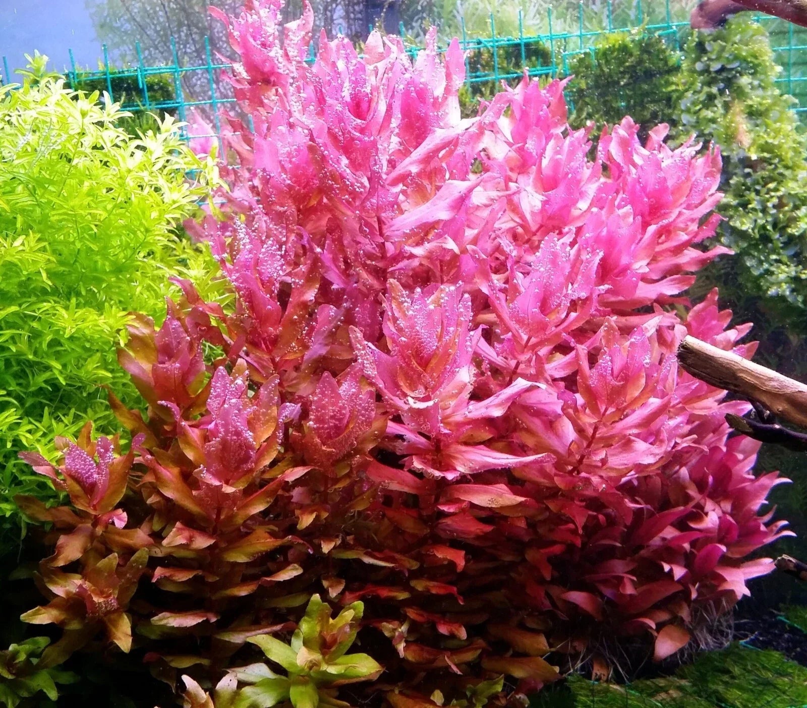 Rotala Macrandra Live Aquarium Plant - Emersed Grown - Advanced Aquatic - Perfect for Freshwater Ponds and Tanks