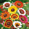 Painted Daisy Seeds - 1000 Count - Multi-Colored Blooms - Bellis perennis