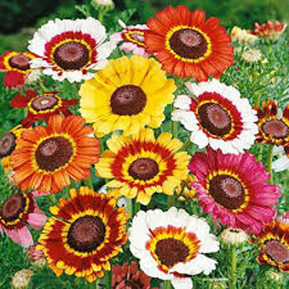 Painted Daisy Seeds - 1000 Count - Multi-Colored Blooms - Bellis perennis