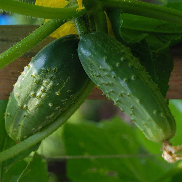 Cucumber Seeds - Double Yield Pickling Variety - 50+ Seeds - Cucumis sativus