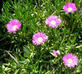 Fresh Cuttings Ice Plant Succulents, Purple Pink Color, Ground Cover, Delosperma spp., 4-7" Each