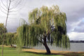 Thin Gold Weeping Willow Cuttings, Pencil Size or Smaller, 32+ Pieces, Salix Babylonica