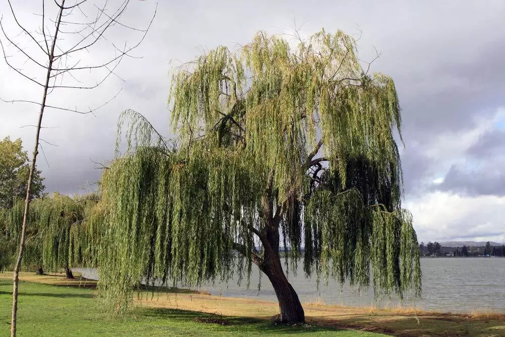 Thin Gold Weeping Willow Cuttings, Pencil Size or Smaller, 32+ Pieces, Salix Babylonica