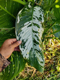 Variated Dieffenbachia Cutting | Rare Dumb Cane Live Plant | Indoor Houseplant
