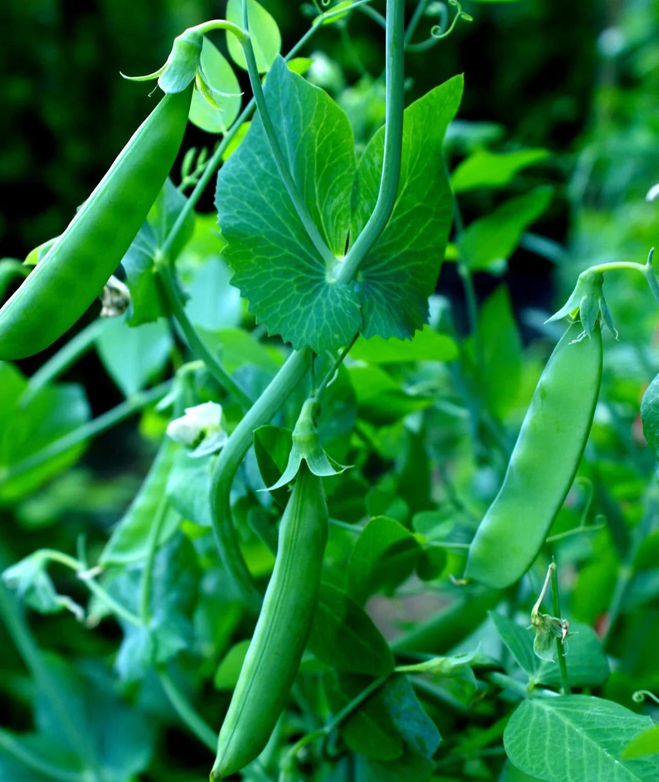 Sugar Snap Pea Seeds - 100+ Count - Heirloom Variety - Pisum sativum
