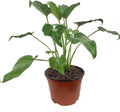Xanadu Cut Leaf Philodendron - Live Plant in 6 Inch Pot - Philodendron 'Xanadu'
