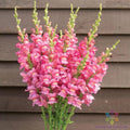 Snapdragon Seeds - 1000+ Costa Rose II - Garden Planting - Antirrhinum majus - USA