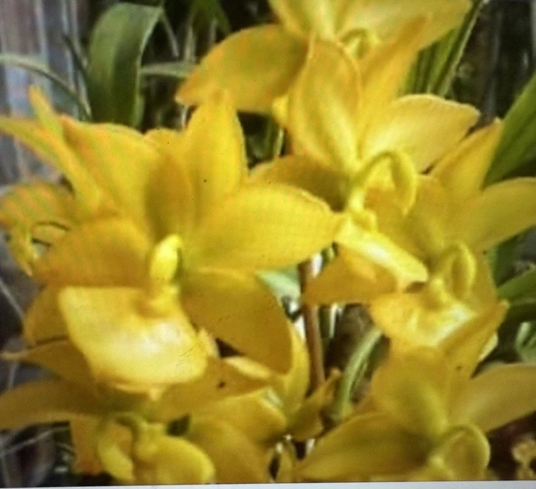 Small Bare Root Orchid Plant Cyc. Taiyhoung No. 1 - Tropical Orchid Variety for Home or Garden