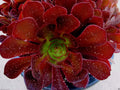 Rare Aeonium Kokino Hybrid Succulent Cuttings - Fresh & Healthy - Perfect for Plant Lovers and Collectors