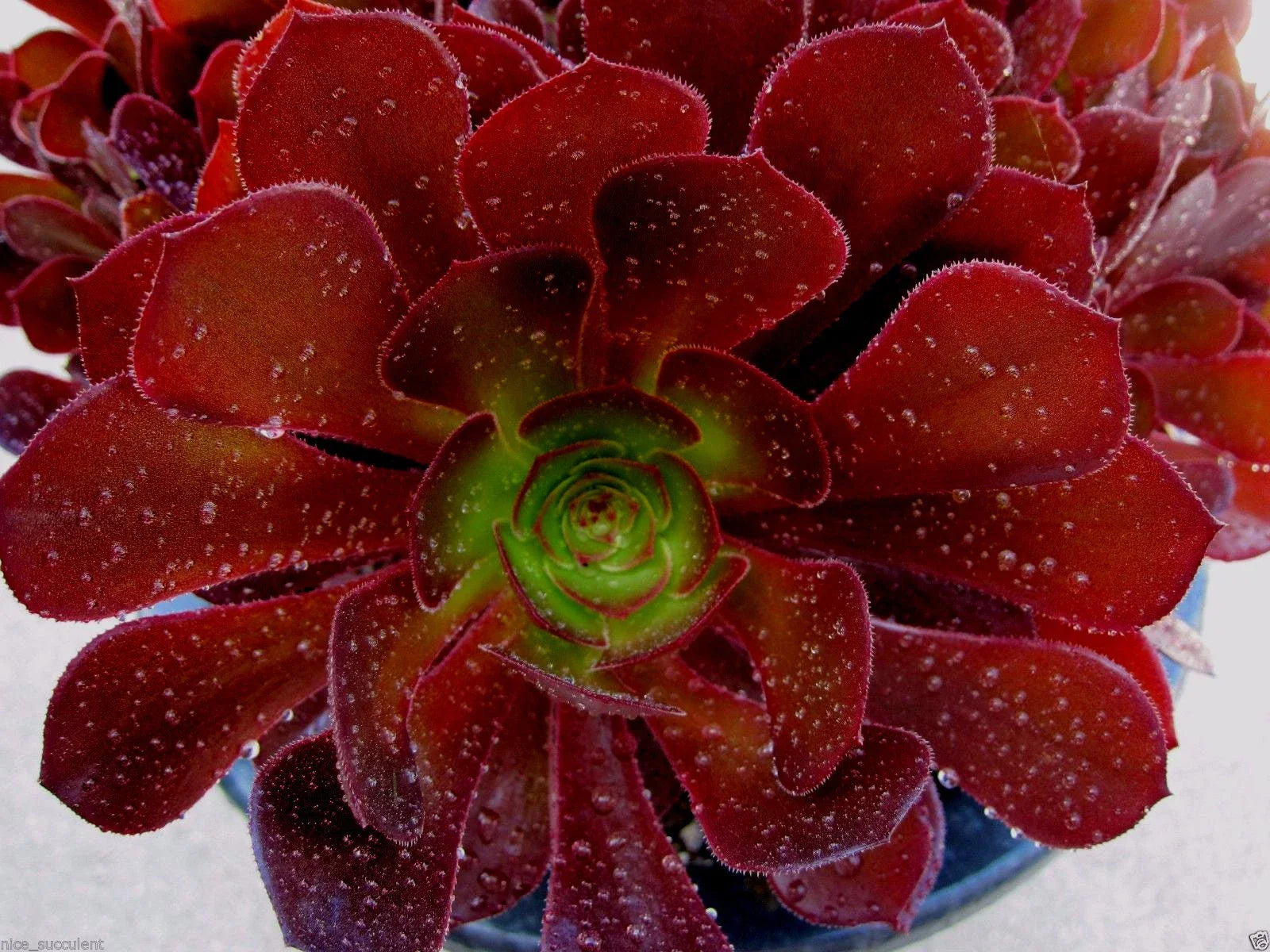Rare Aeonium Kokino Hybrid Succulent Cuttings - Fresh & Healthy - Perfect for Plant Lovers and Collectors