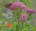 Rose Milkweed Seeds (50 Seeds) - Asclepias incarnata - Native Plant for Pollinators, Garden or Landscape Use