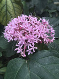 Heirloom Pink Mexican Hydrangea Plant - Rooted - Attracts Butterflies & Hummingbirds - Hydrangea macrophylla