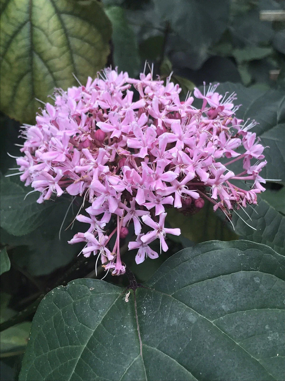 Heirloom Pink Mexican Hydrangea Plant - Rooted - Attracts Butterflies & Hummingbirds - Hydrangea macrophylla