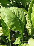 Tendergreen Mustard Seeds 500+ Non-GMO Komatsuna Spinach Greens Brassica rapa var. perviridis