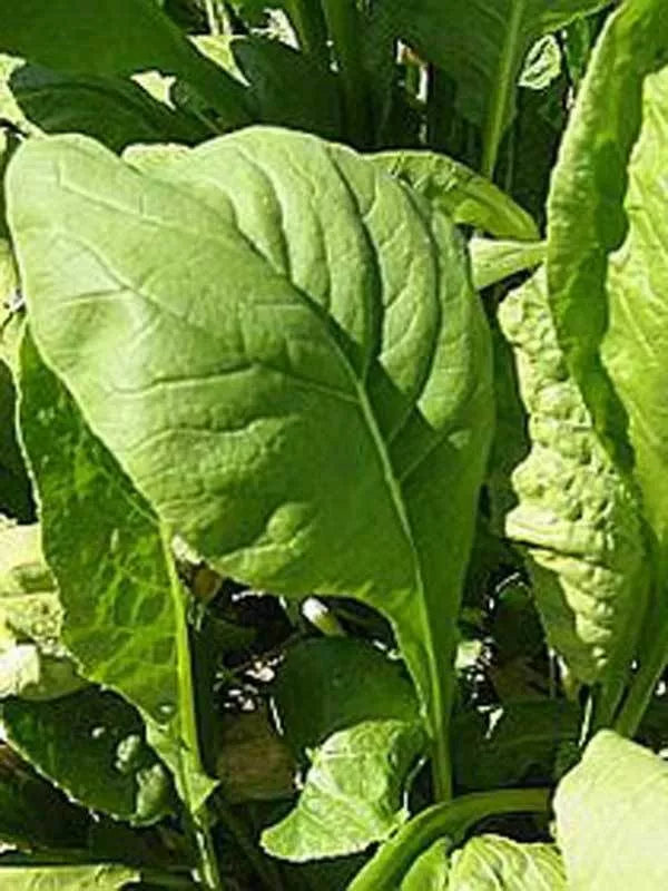 Tendergreen Mustard Seeds 500+ Non-GMO Komatsuna Spinach Greens Brassica rapa var. perviridis