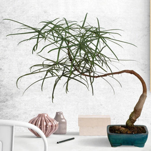 Australian Bottle Tree Live Plant - Brachychiton Rupestris - Rare Bonsai Variety in 2.5" Pot
