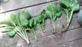 Live Hosta Plants - 5 Pack - Sieboldiana Elegans - Solid Green - Healthy Rooted Shade Lover