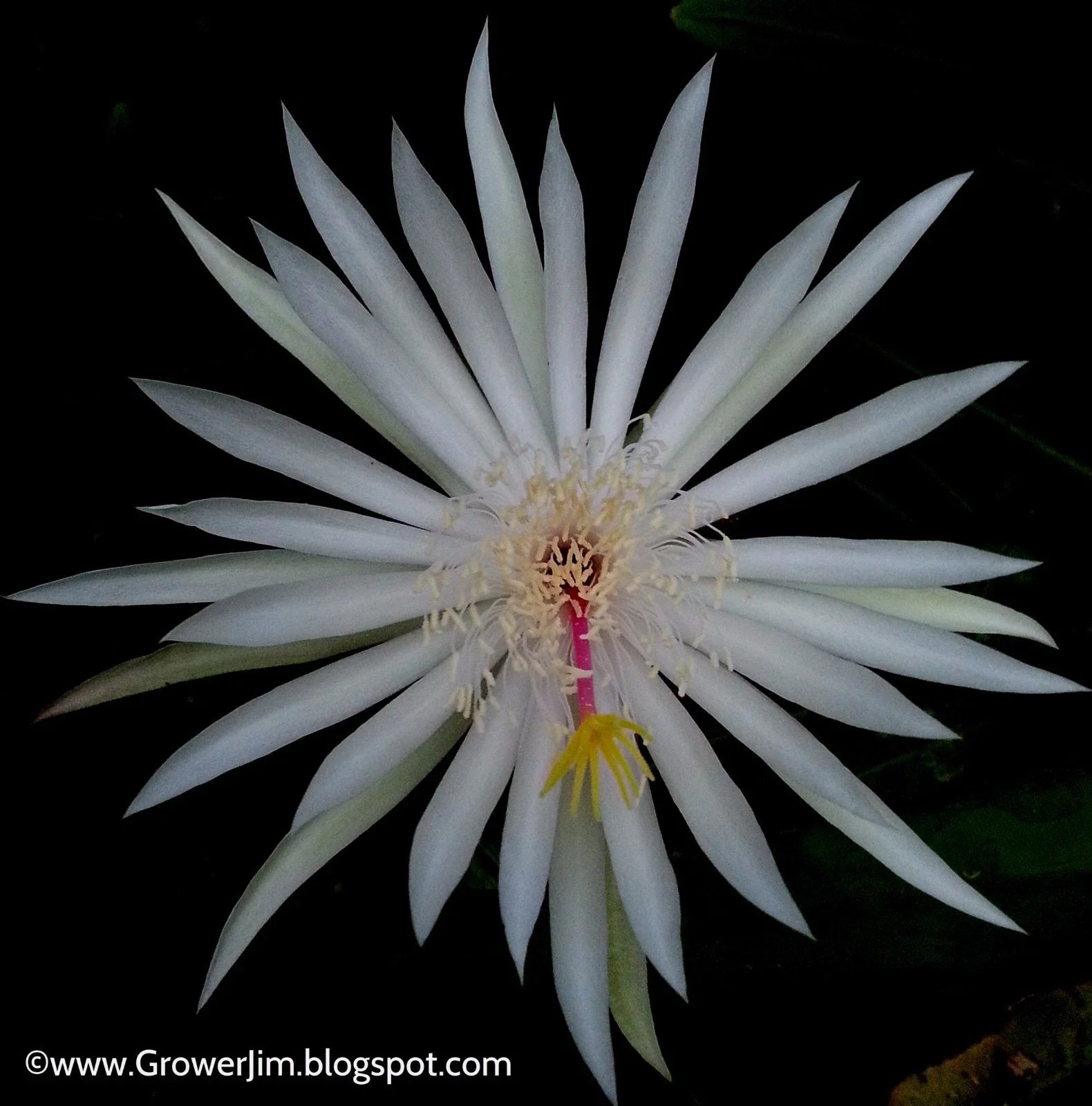 Epiphyllum Hookeri Cuttings - Orchid Cactus - 2-20 Pack - Tropical Houseplant