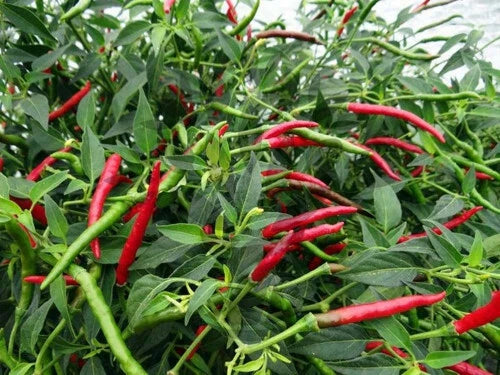 Thai Hot Chili Pepper Seeds - Red, 15-1000 Seeds, Heirloom Variety for Spicy Asian Cuisine (Capsicum annuum)