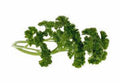 Moss Curled Parsley Seeds, Heirloom, Non-GMO, 25+ Seeds, Petroselinum crispum