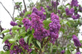 Congo Lilac Starter Plant 4-8” Small Well Rooted Syringa Vulgaris
