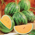 Queen Watermelon Seeds - 50+ Pack - Garden Planting - Citrullus lanatus - USA