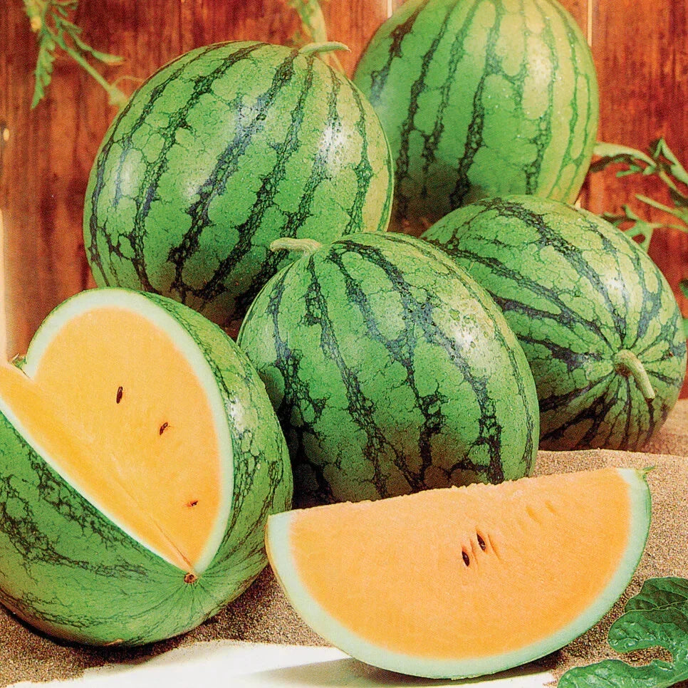 Queen Watermelon Seeds - 50+ Pack - Garden Planting - Citrullus lanatus - USA
