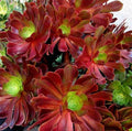 Large Aeonium VELOUR Succulent Cutting | Echeveria | Unique Fuzzy Texture Plant