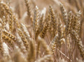 Einkorn Wheat Seeds - 300 Seeds - Organic Ancient Grain - Triticum monococcum