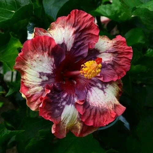 Hibiscus Seeds - 20 Cream Pink Flower Seeds - Perennial Bloom - Hibiscus rosa-sinensis