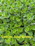 Sedum John Creech Ground Cover Plants, 10 Live Perennials, Hardy Succulents, 2-4 Inches Tall, Zones 4-8, Drought Tolerant