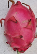 Red Dragon Fruit Cutting, 8-12 inches, Self-Pollinating Variety, Hylocereus undatus