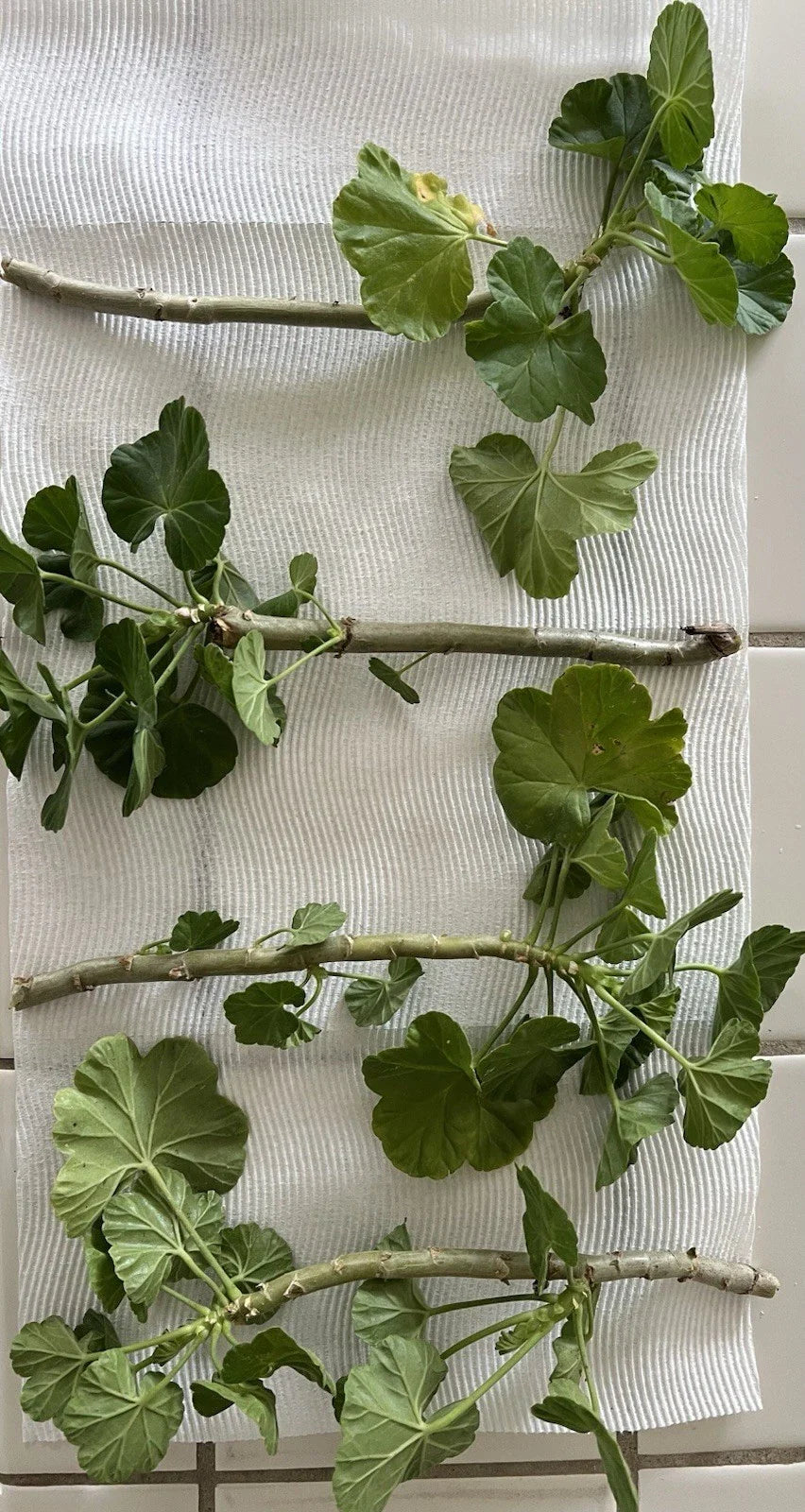 Geranium Double Red Cuttings | 4 Fresh Unrooted Pelargonium Starts | Non-GMO Garden Flowers
