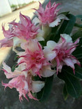 25 Double White Pink Clematis Seeds - Climbing Perennial Flower, Clematis spp.
