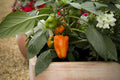 Sweet Pepper Seeds - 100 Seeds - Pompeii Red - Capsicum Annuum - Italian Frying Type, Thin-Skinned, Heavy Yields