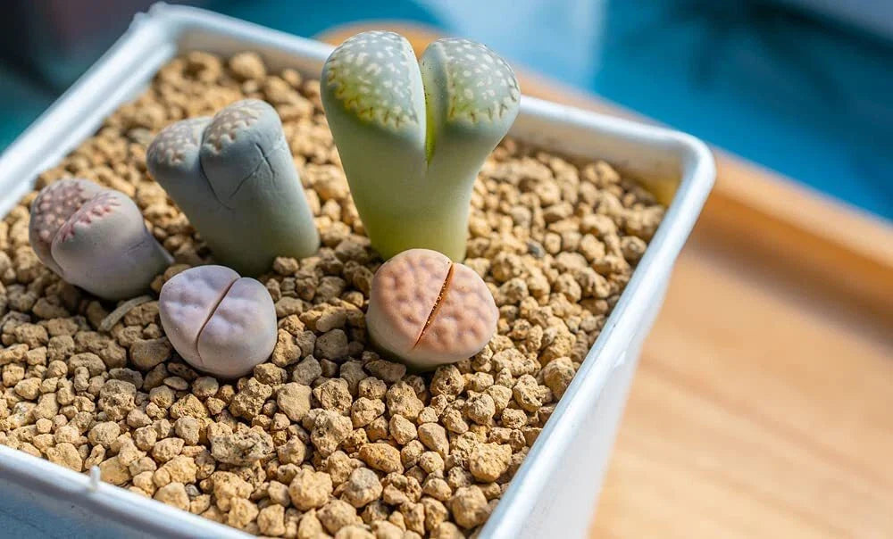 Lithops Living Stones Seeds 25 Mixed Varieties - Succulent Plant Seeds - Ships from Iowa, USA