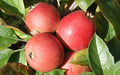 Porter's Perfection Apple Seeds - 25+ Pack for Garden Planting - Malus domestica - USA