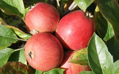 Porter's Perfection Apple Seeds - 25+ Pack for Garden Planting - Malus domestica - USA